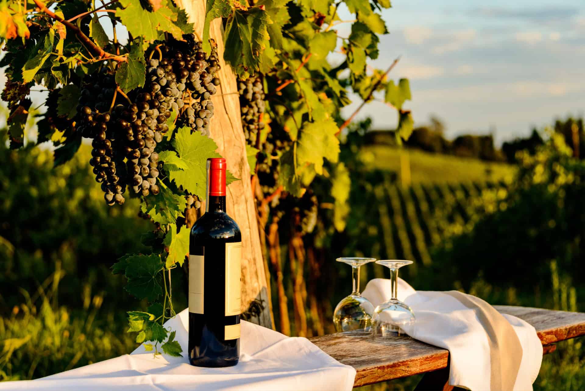 degustation vin chianti