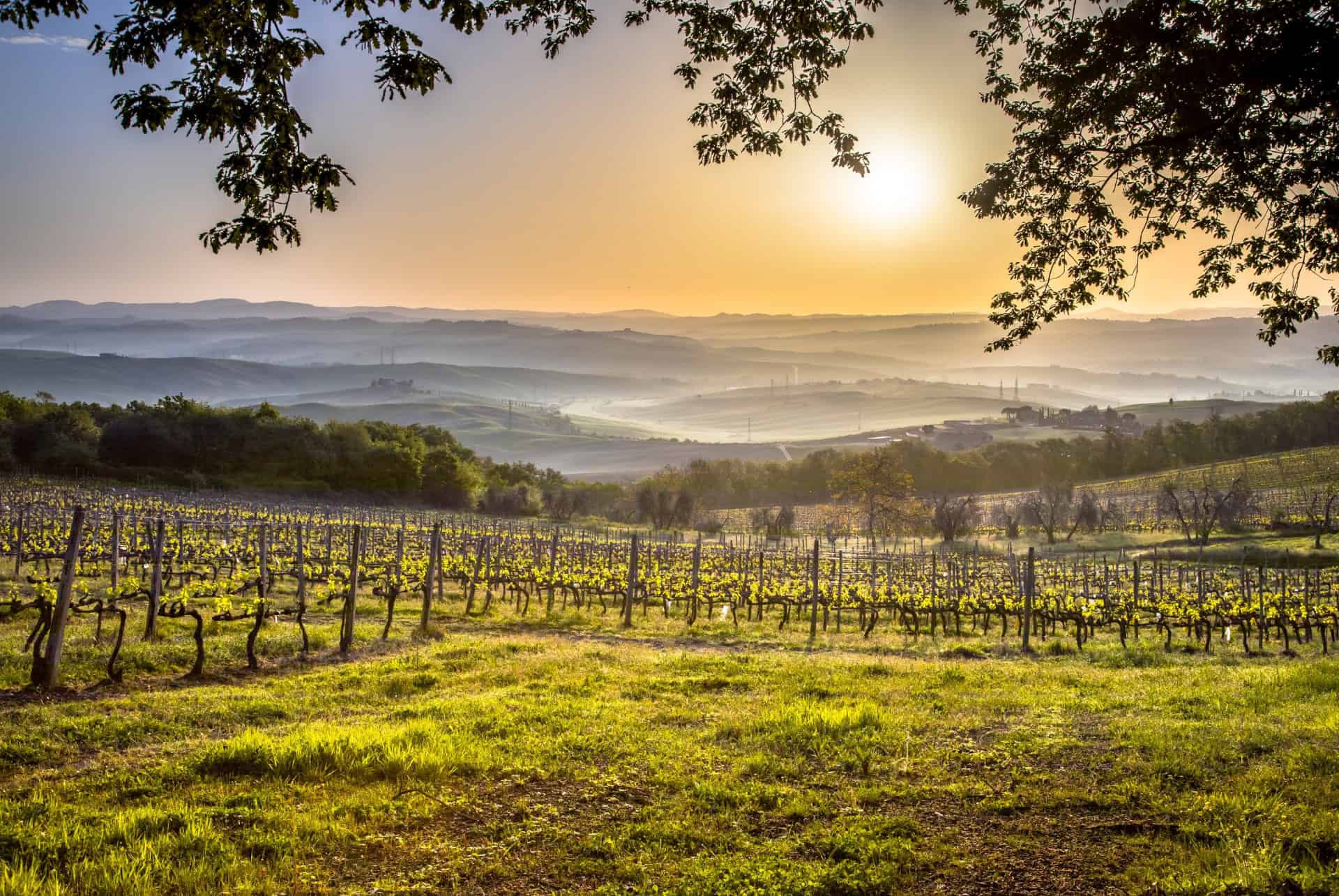 vignobles montalcino