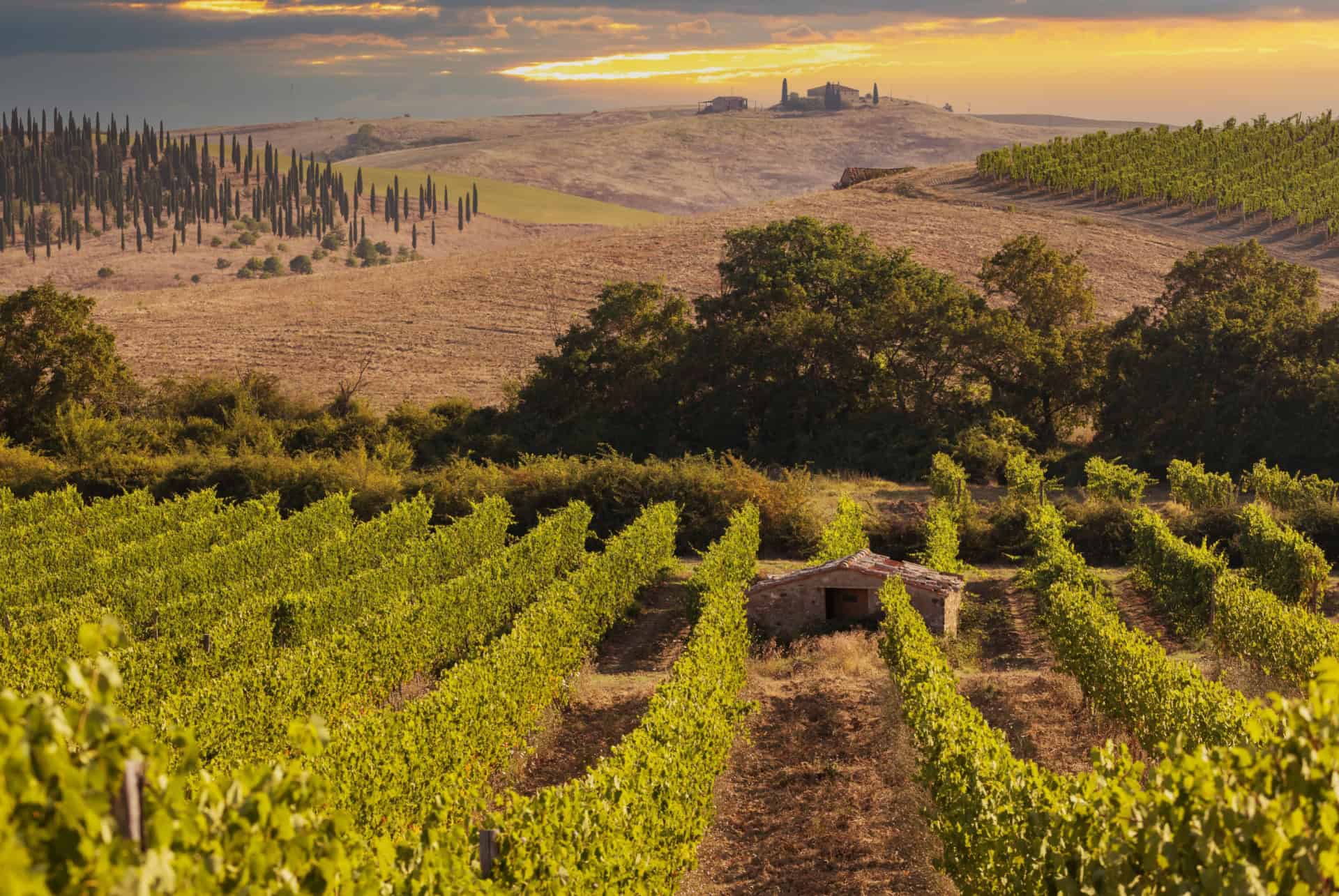 vignobles montalcino