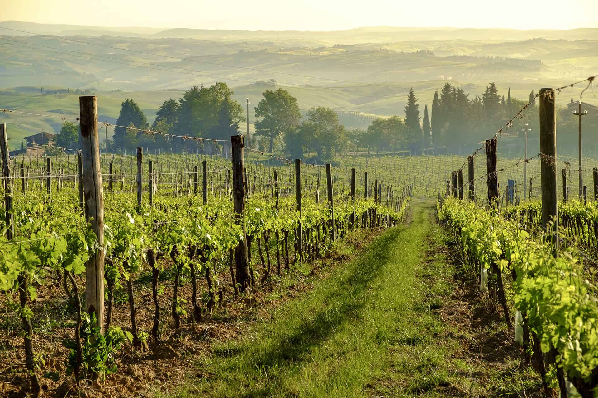 vignes montalcino
