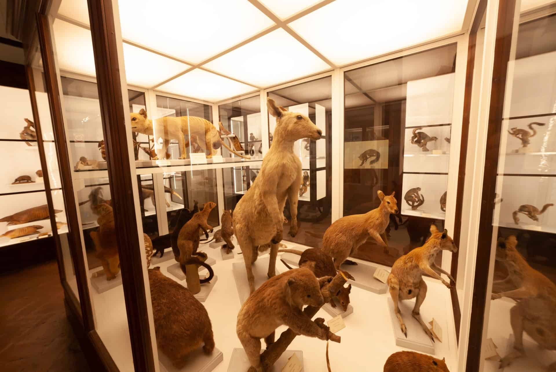 la specola animaux