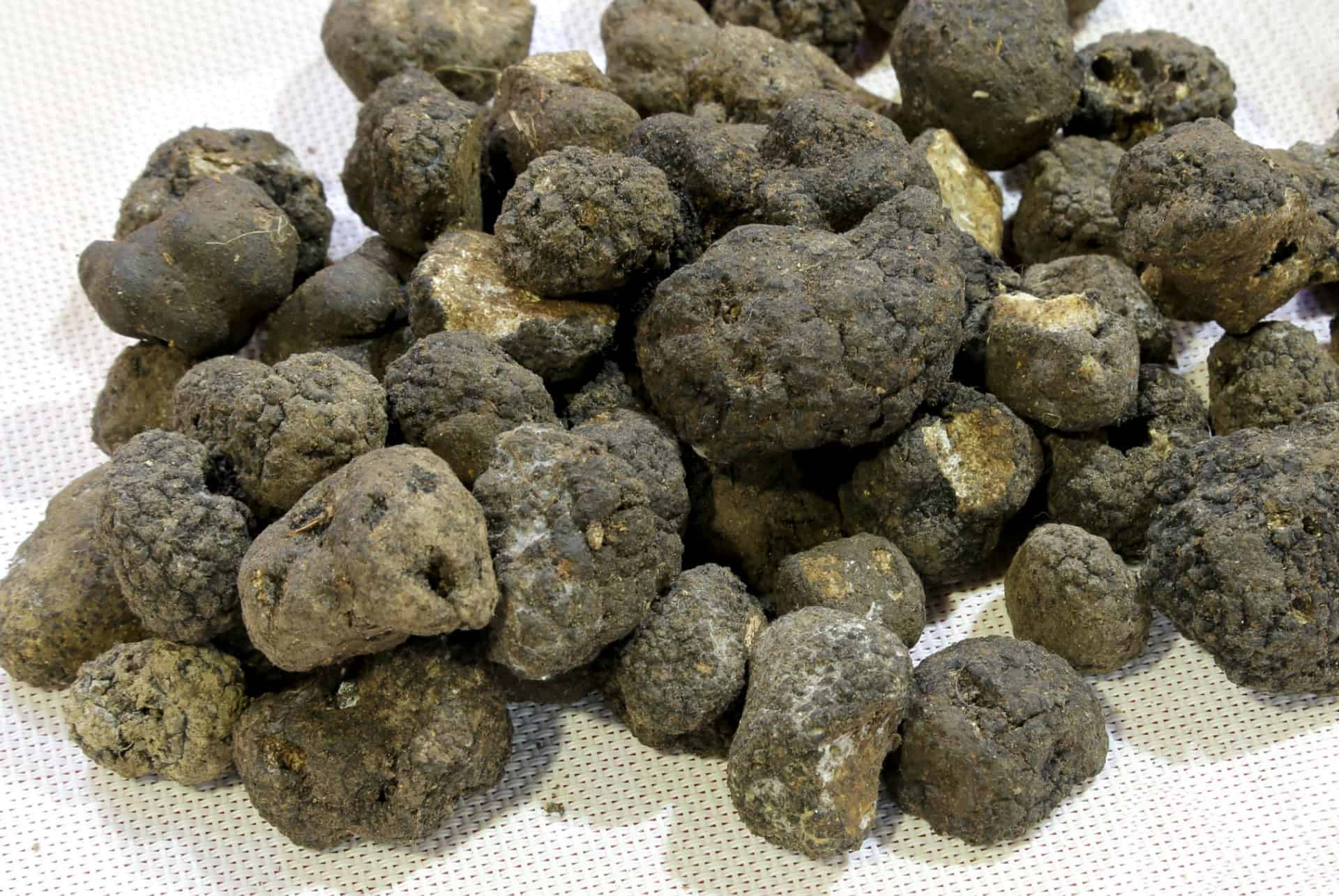 truffe truffe